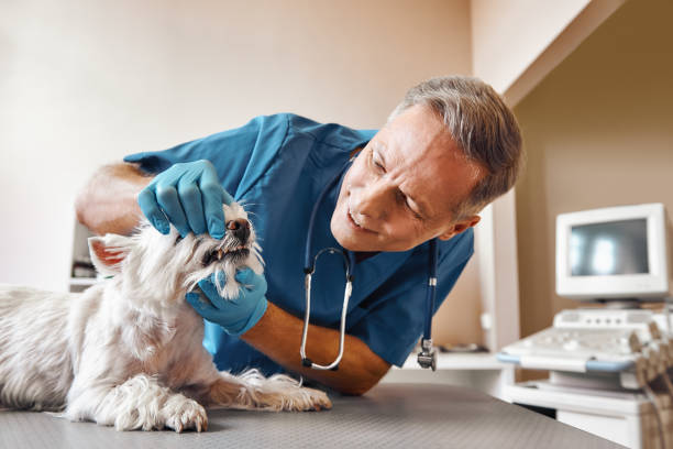 Best Same-Day Emergency Appointments in Huntley, IL